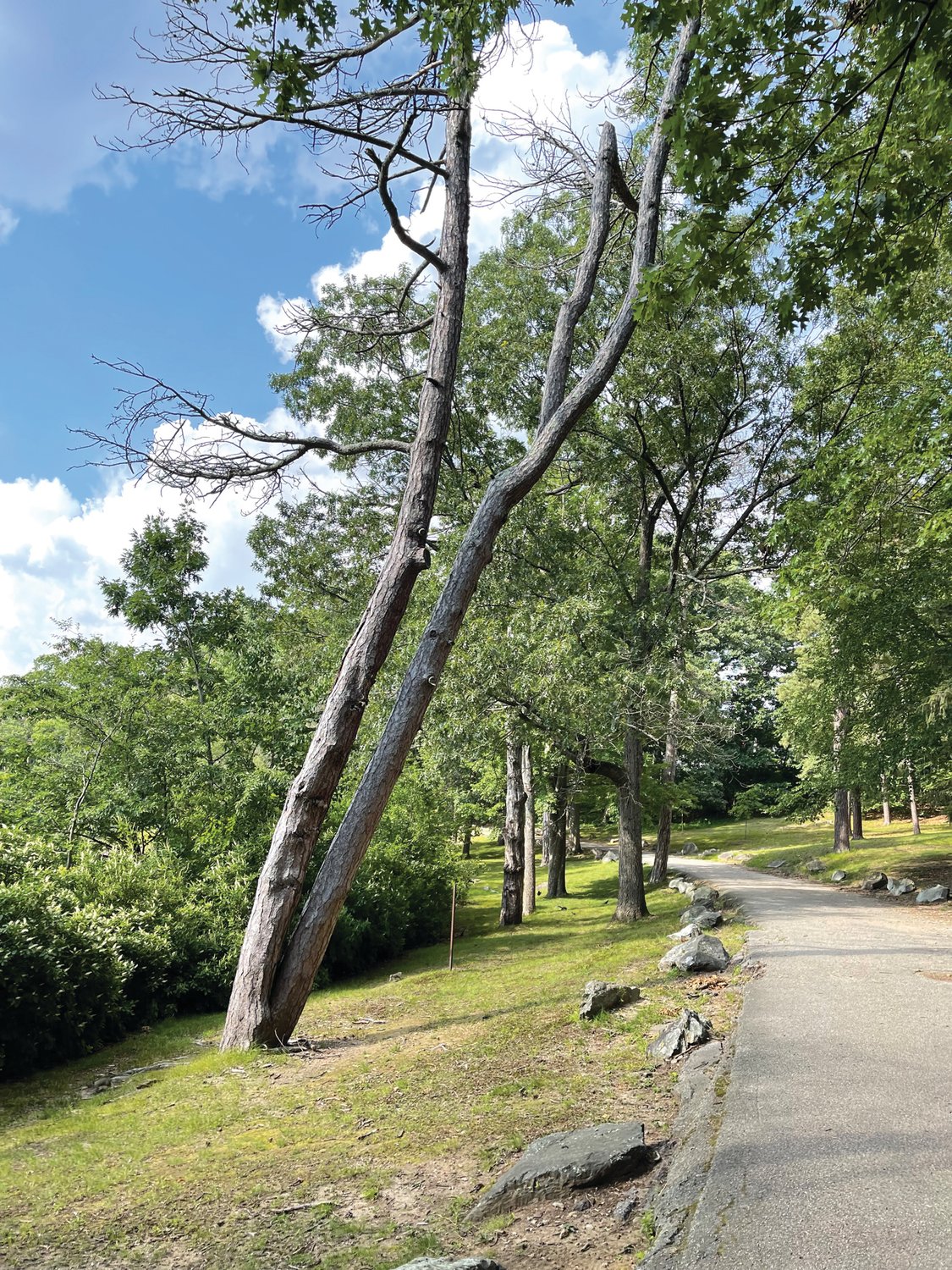 HANGING OVER: This tree is among several along the loop at Meshanticut Park that appeared sick or dead earlier this summer.